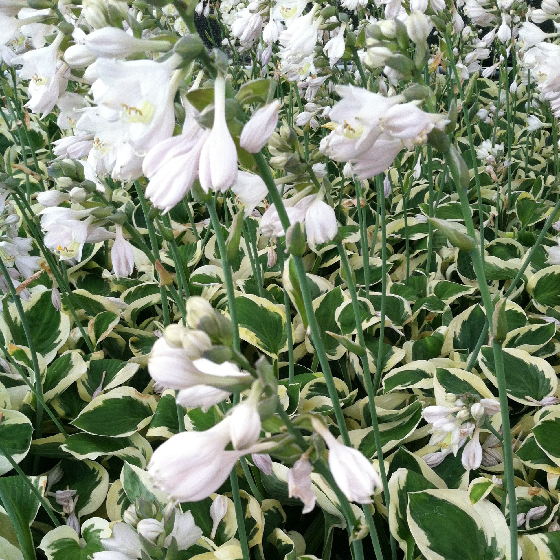 Hosta 'Brim Cup' - Plantain Lily (3.5" Pot) - Image 2