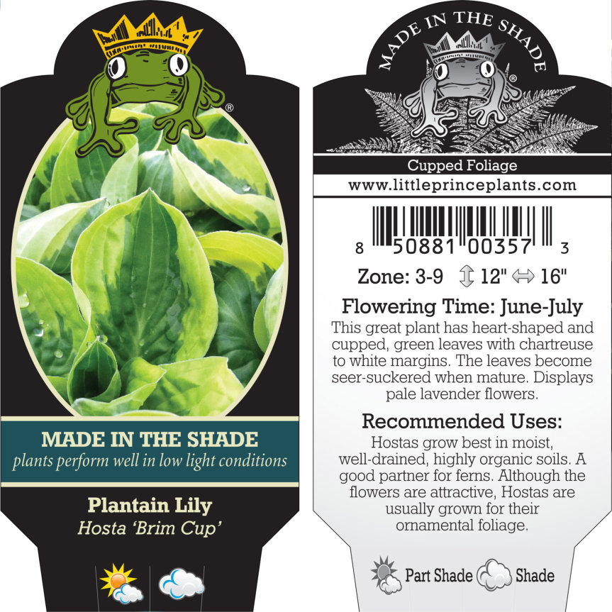 Hosta 'Brim Cup' - Plantain Lily (3.5" Pot) - Image 4