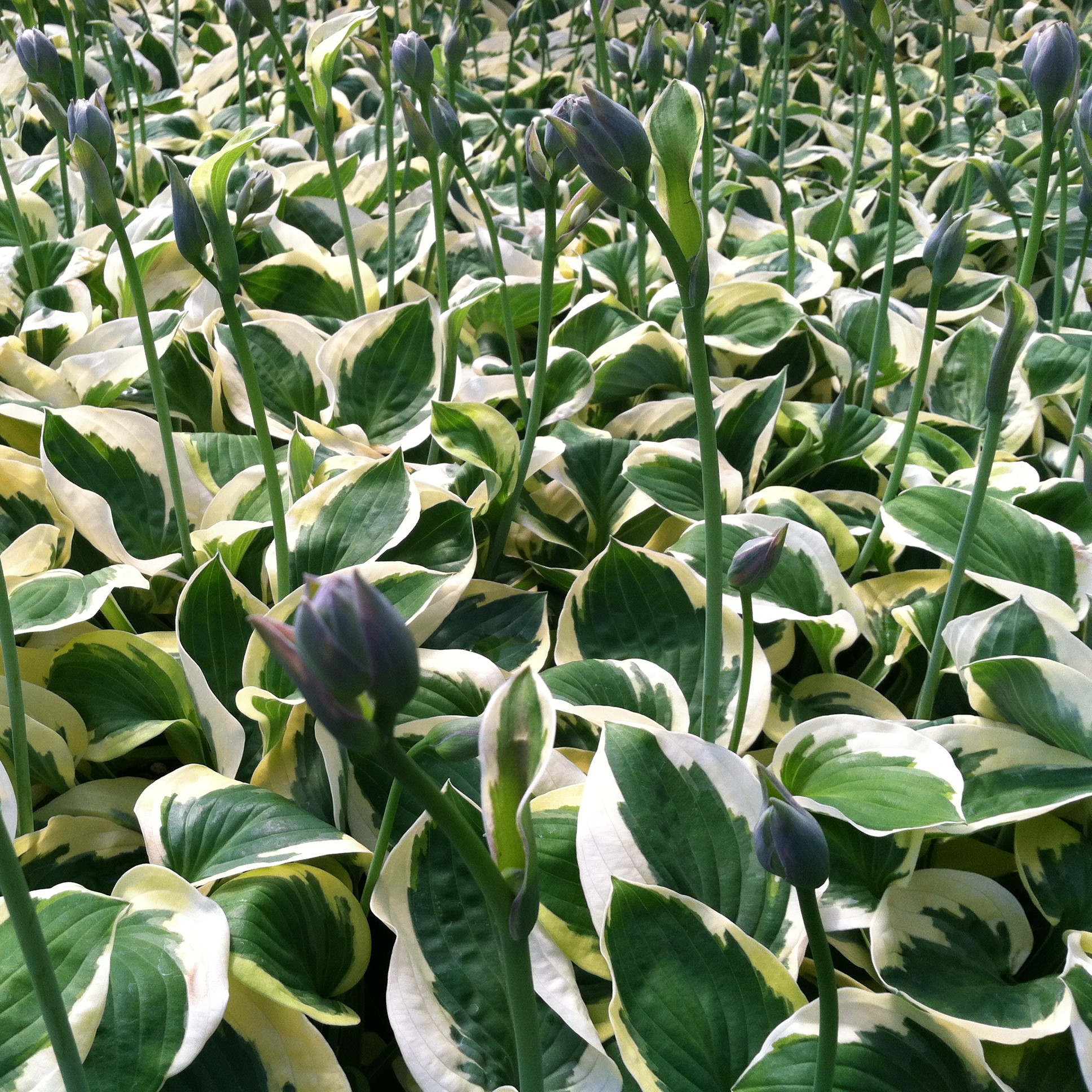 lundager plants Low Light Plant Bundle  Dahing Plants