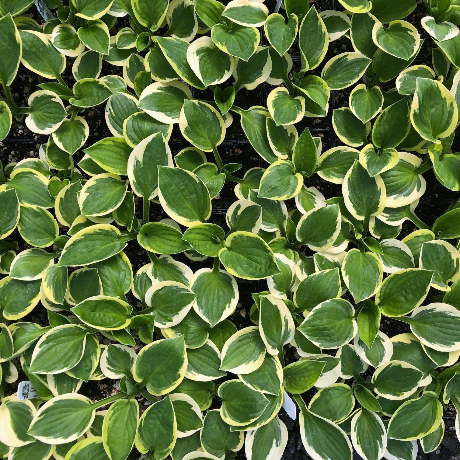 Hosta 'Brim Cup' - Plantain Lily (3.5" Pot) - Image 3