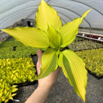 Hosta 'Dancing Darling'