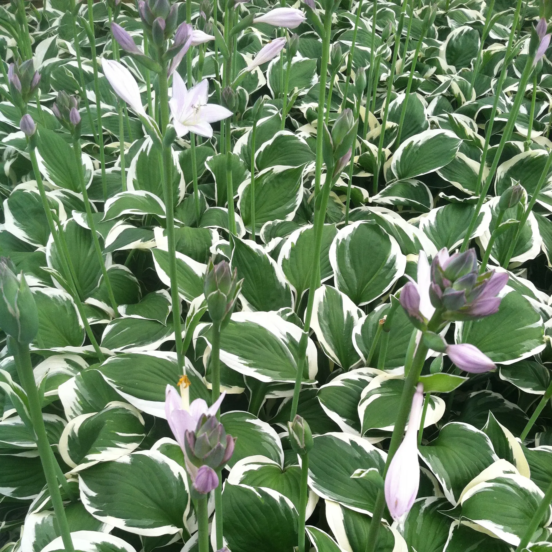 Hosta 'Minutemen' - Plantain Lily (3.5" Pot) | Little Prince of Oregon  Nursery