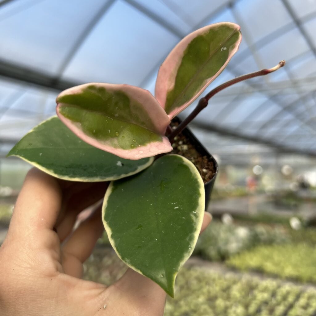 Hoya-carnosa-Krimson-Queen-