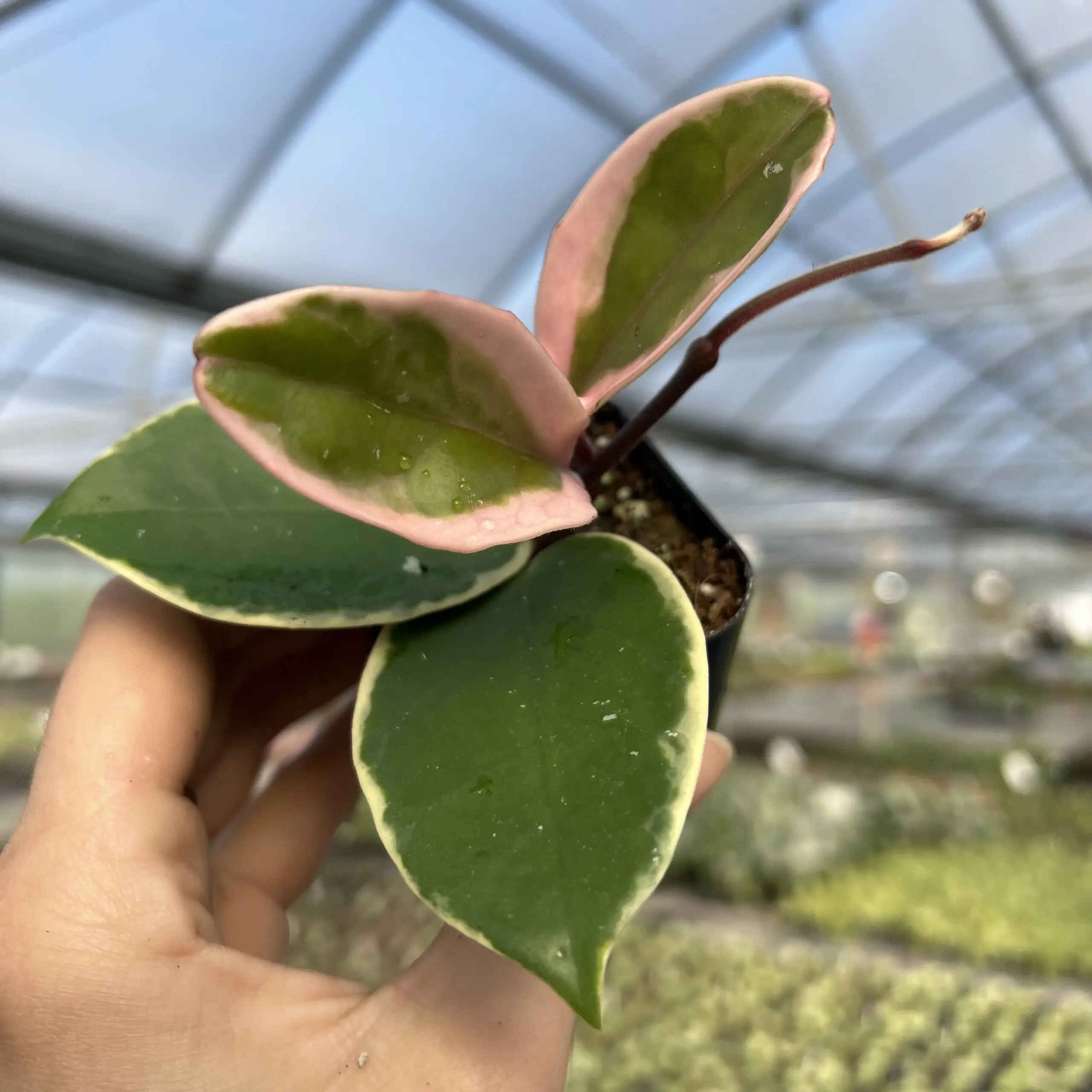 Winnieさま専用（原画）月下のローズガーデン ほか　3点おまとめ Hoya carnosa 'Krimson Queen' - Variegated Wax Vine (2