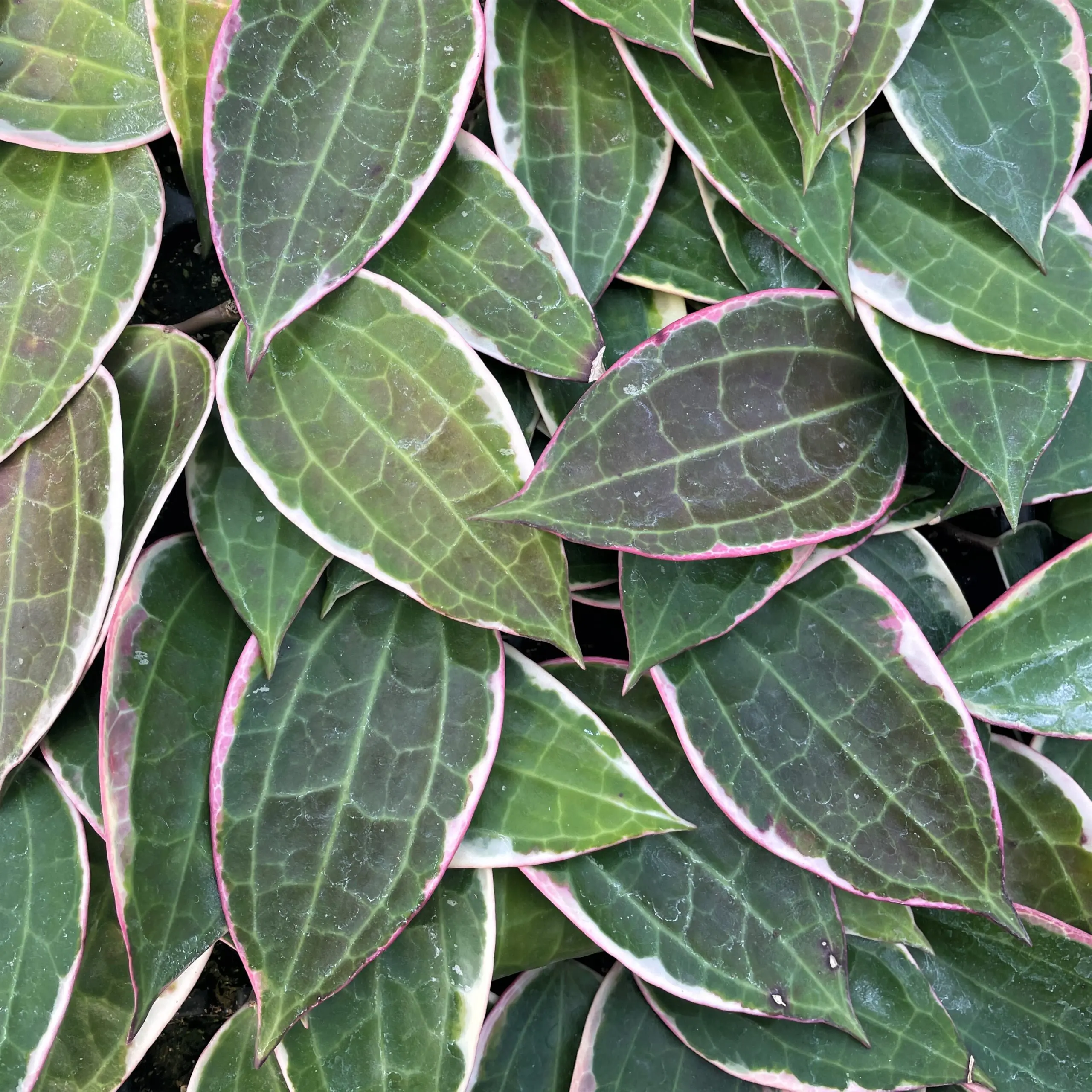 Hoya macrophylla 'Albomarginata' - Wax Vine (2