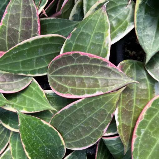 Hoya macrophylla 'Albomarginata' - Wax Vine (2