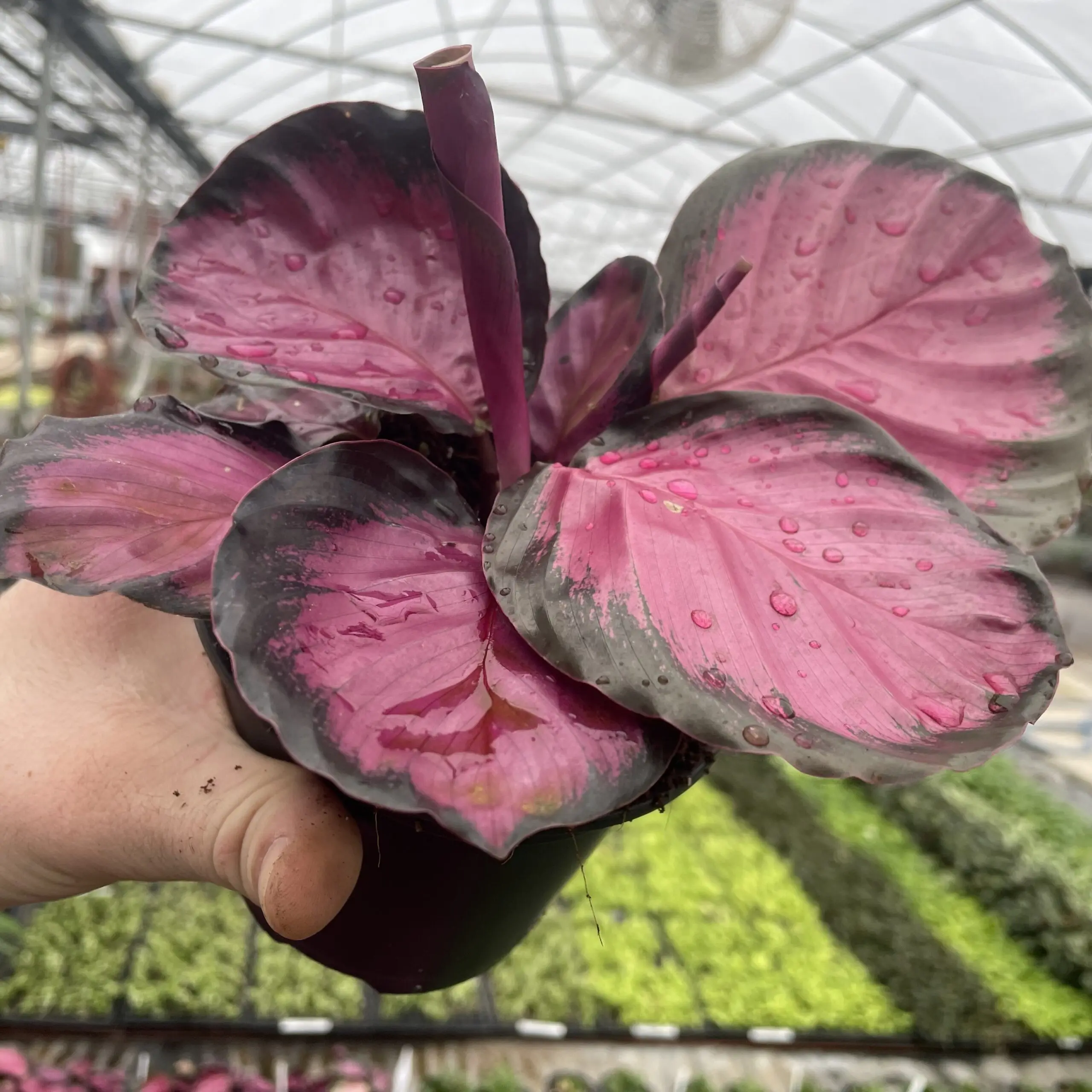 Calathea roseopicta 'Purple Rose' - Prayer Plant (4.5" Pot) | Little Prince  of Oregon Nursery