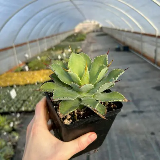 Agave potatorum 'Kichiokan' - Century Plant (4.5" Pot) | Little Prince of  Oregon Nursery