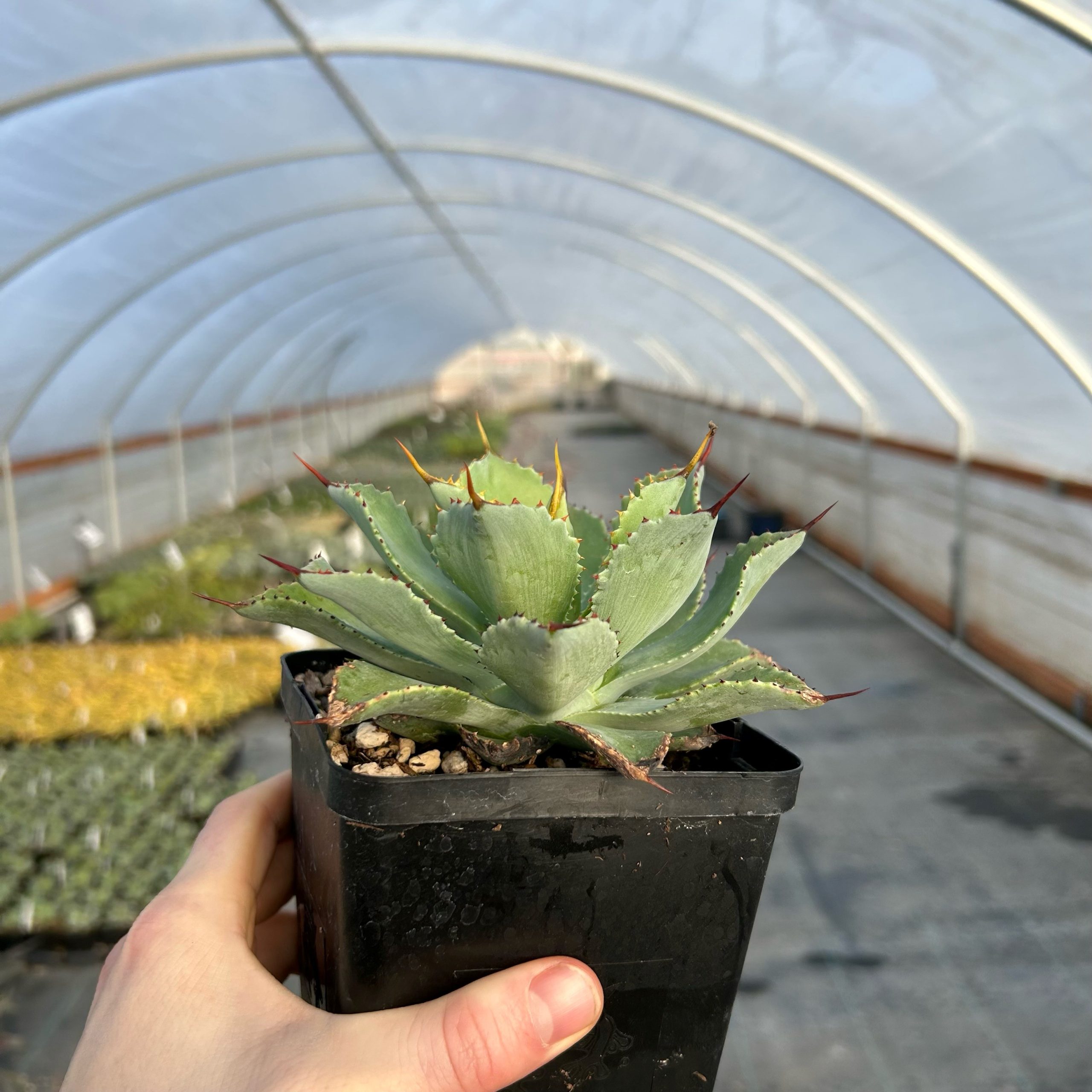 Agave potatorum 'Kichiokan' - Century Plant (4.5" Pot) | Little Prince of  Oregon Nursery