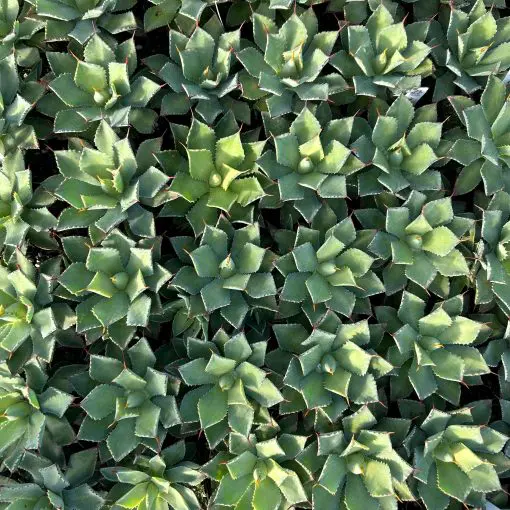 Agave potatorum 'Kichiokan' - Century Plant (4.5" Pot) | Little Prince of  Oregon Nursery