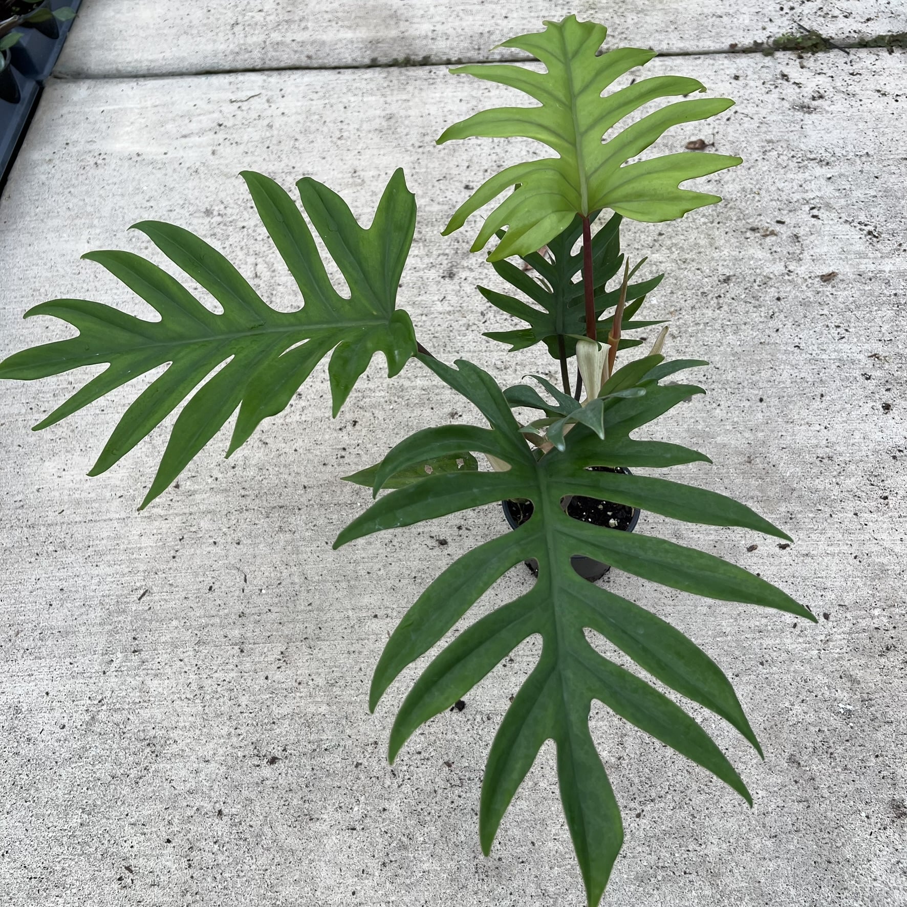 philodendron selloum gold Philodendron selloum 