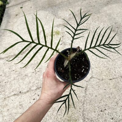 Philodendron 'Tortum'