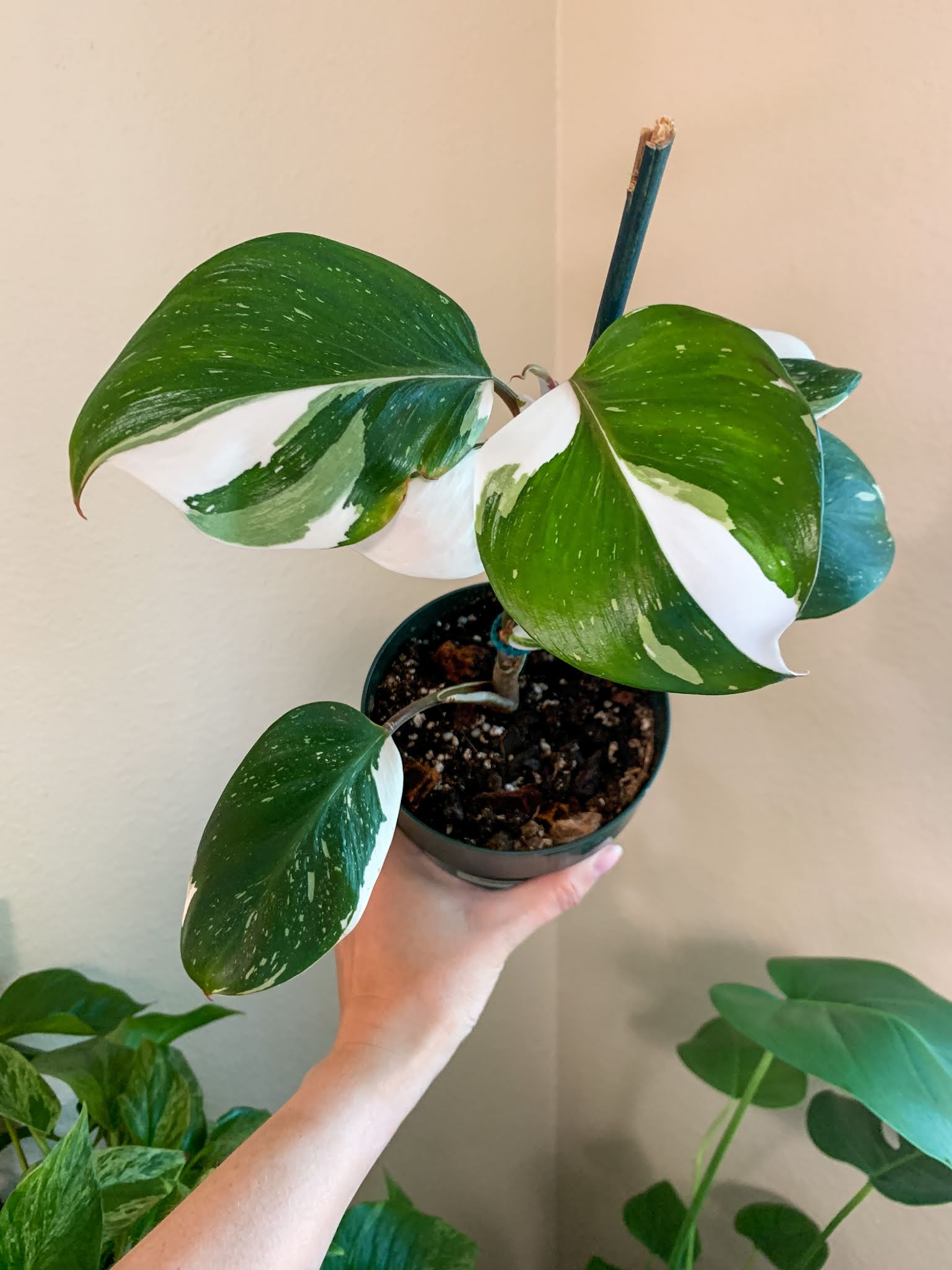 Philodendron 'White Knight' (4" Pot) | Little Prince of Oregon Nursery