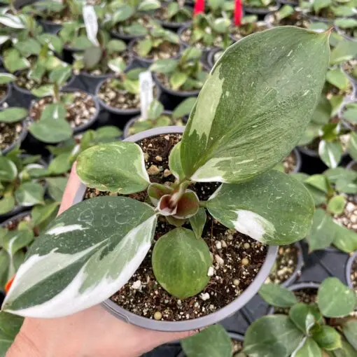 Philodendron 'White Knight' (4" Pot) | Little Prince of Oregon Nursery