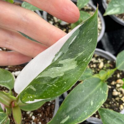 Philodendron 'White Princess' (4.5" Pot)