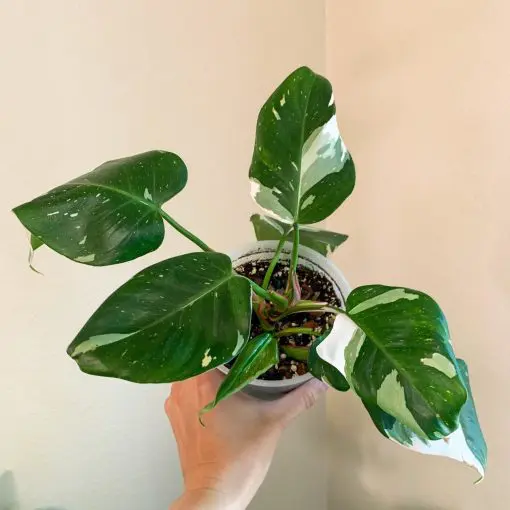 Philodendron 'White Princess' (4.5" Pot) | Little Prince of Oregon Nursery
