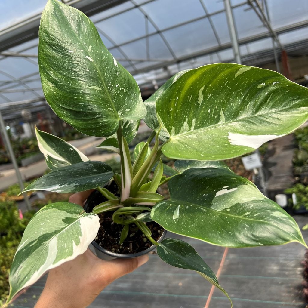 philodendron painted lady standort Philodendron 'Painted Lady' main image 0
