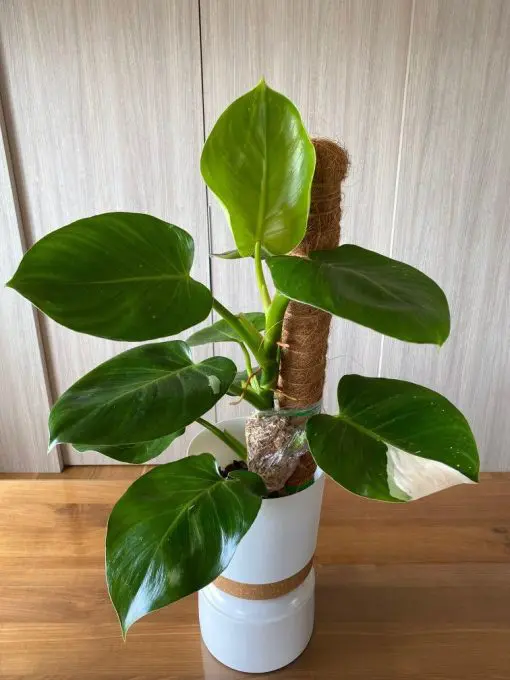avocado plant Cold Hardy Avocado Tree – Fresh Avocados, Thrives in Cool Climates main image 0