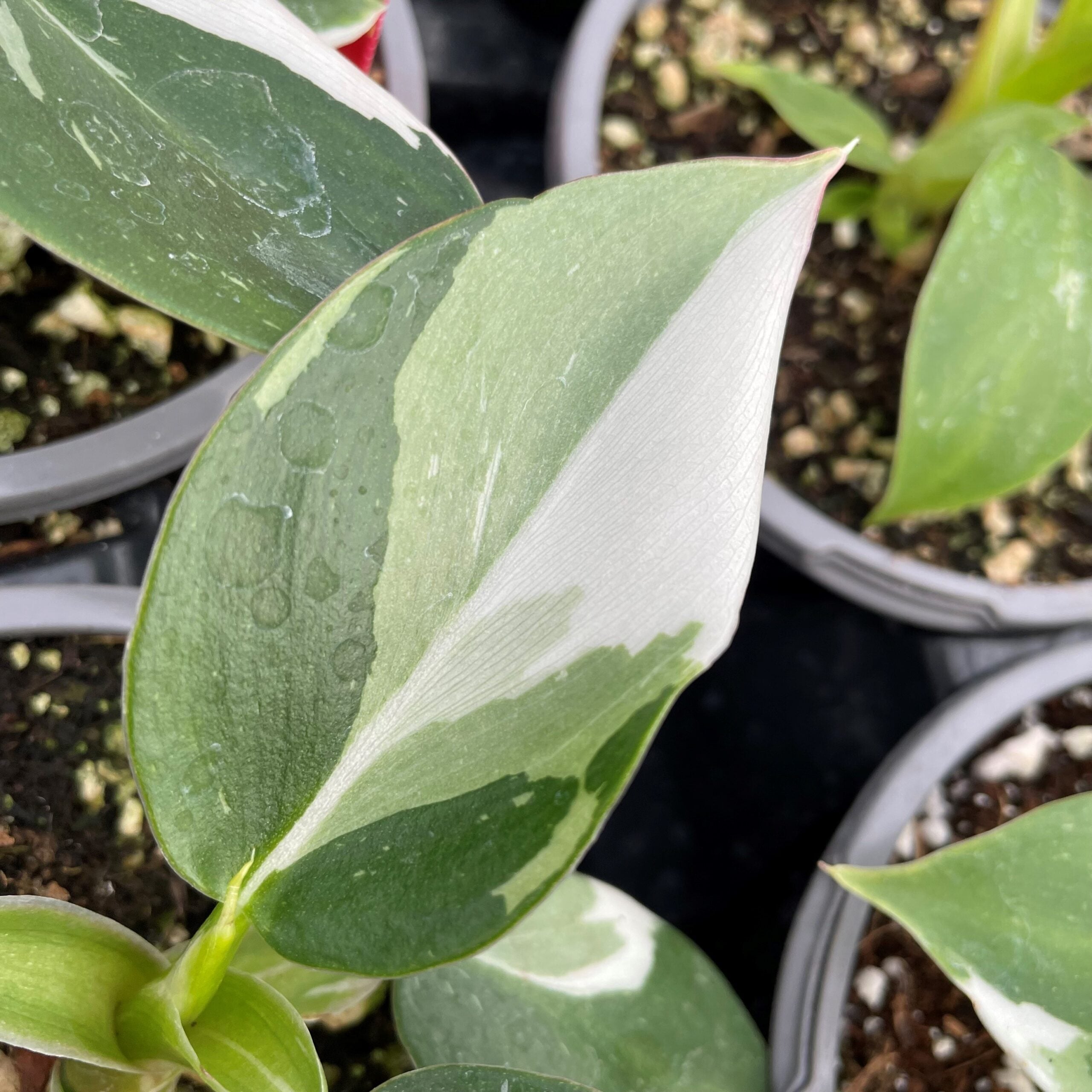 Philodendron 'White Wizard' (4.5" Pot) | Little Prince of Oregon Nursery