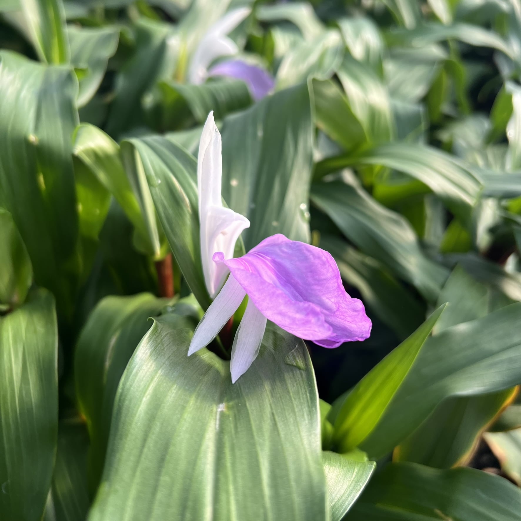 Roscoea 'Cinnamon Sticks' - Mountain Roscoe Ginger (4.5" Pot) - Image 5