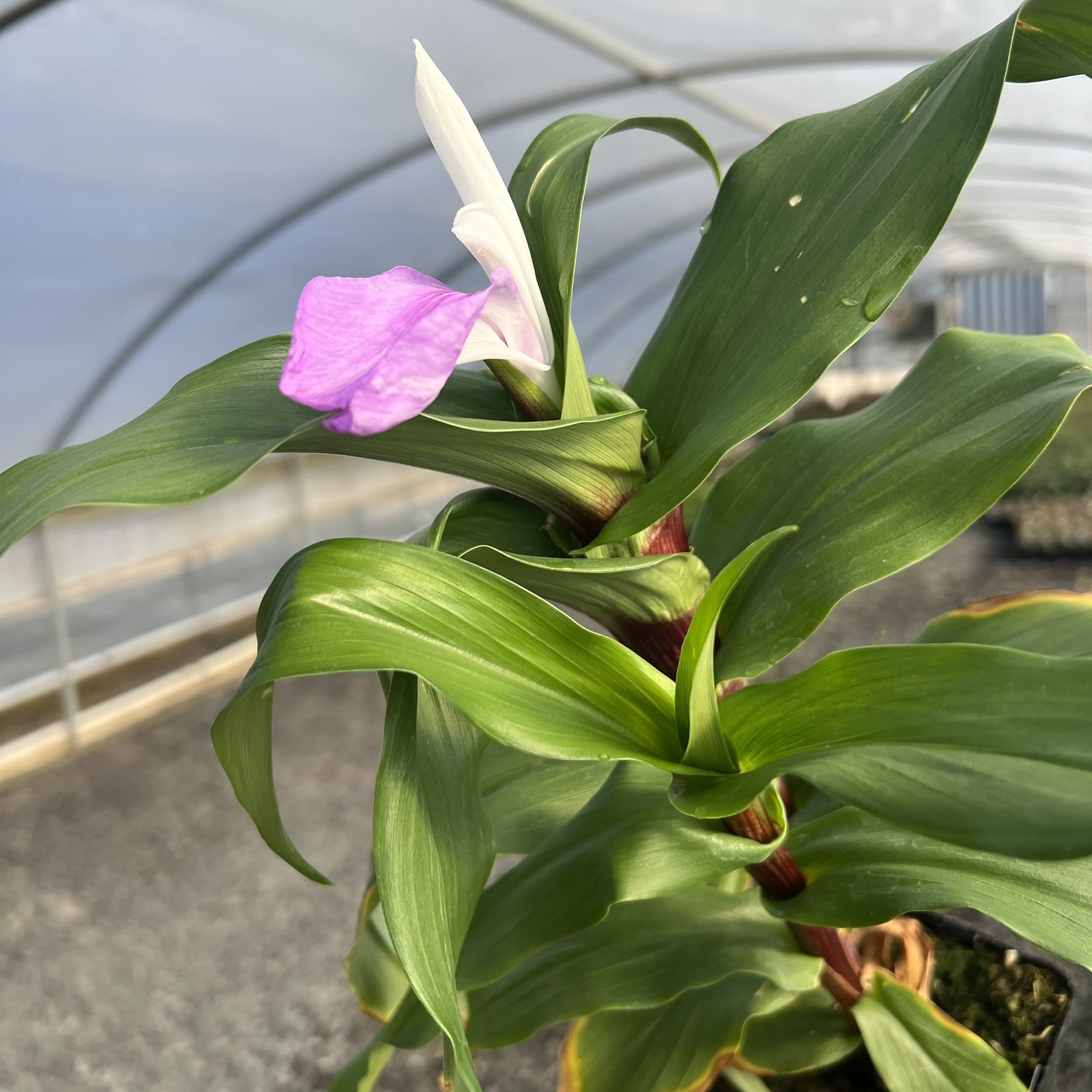 Roscoea 'Cinnamon Sticks' - Mountain Roscoe Ginger (4.5" Pot) - Image 3