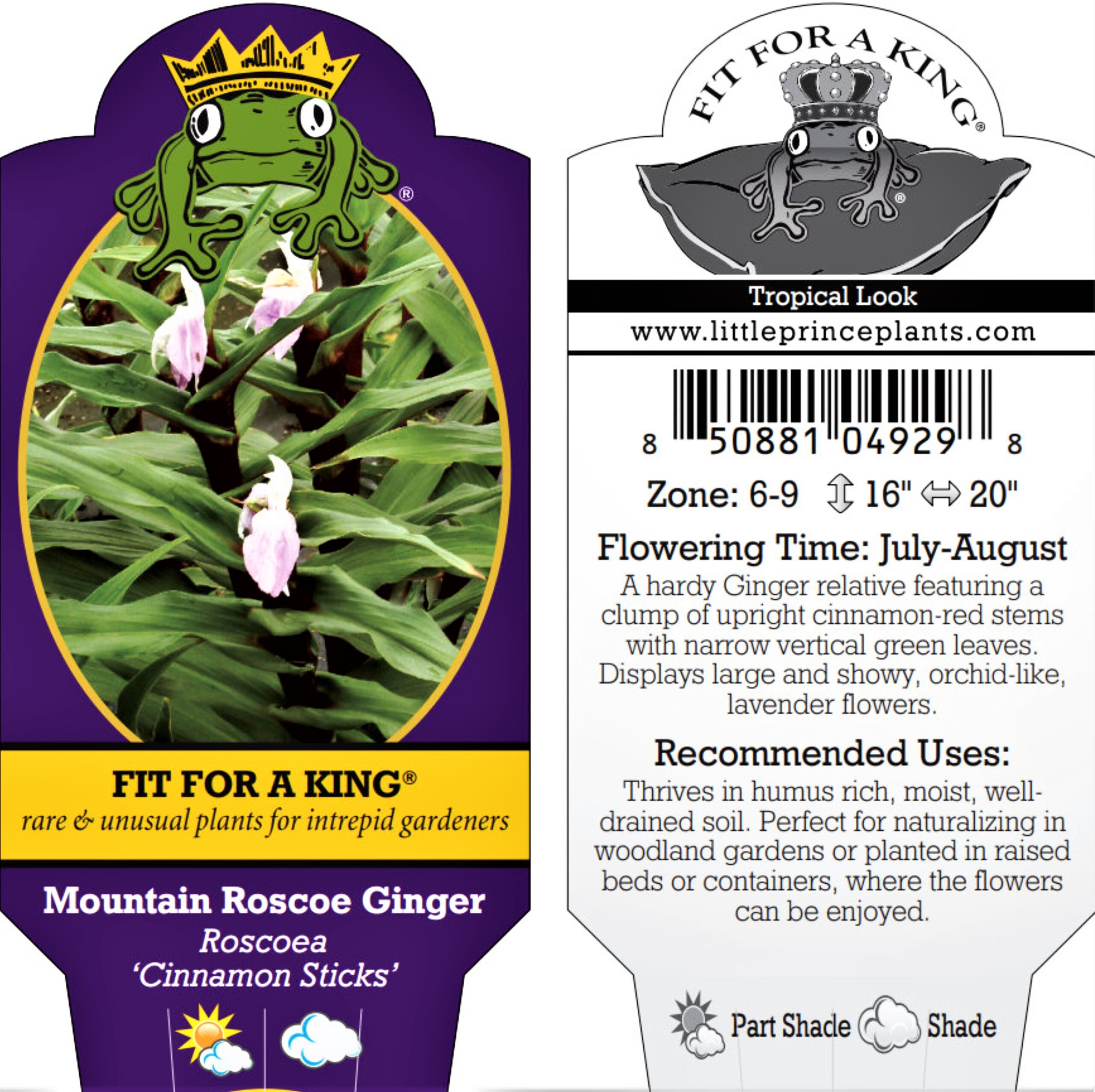 Roscoea 'Cinnamon Sticks' - Mountain Roscoe Ginger (4.5" Pot) - Image 6