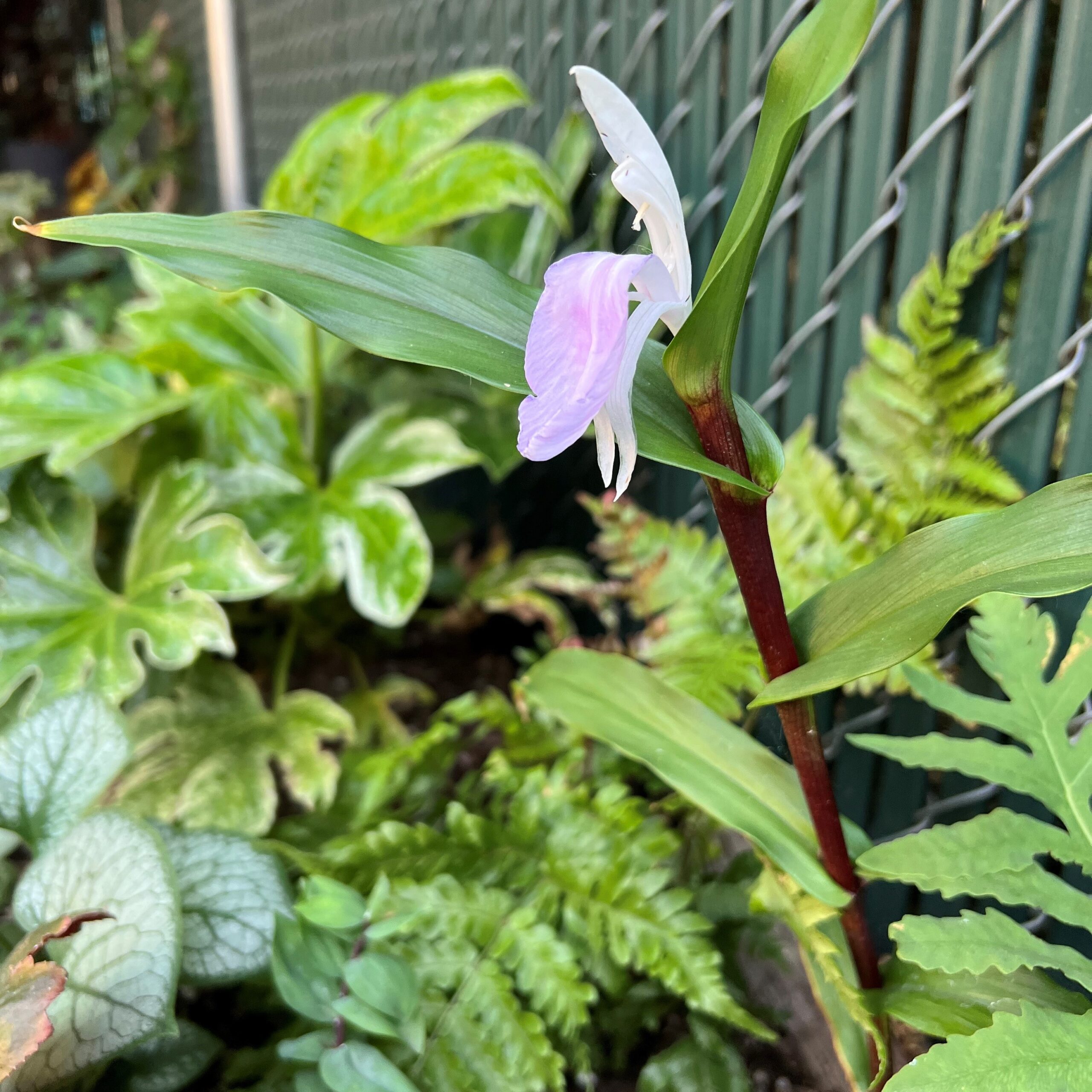 Roscoea 'Cinnamon Sticks' Zens garden