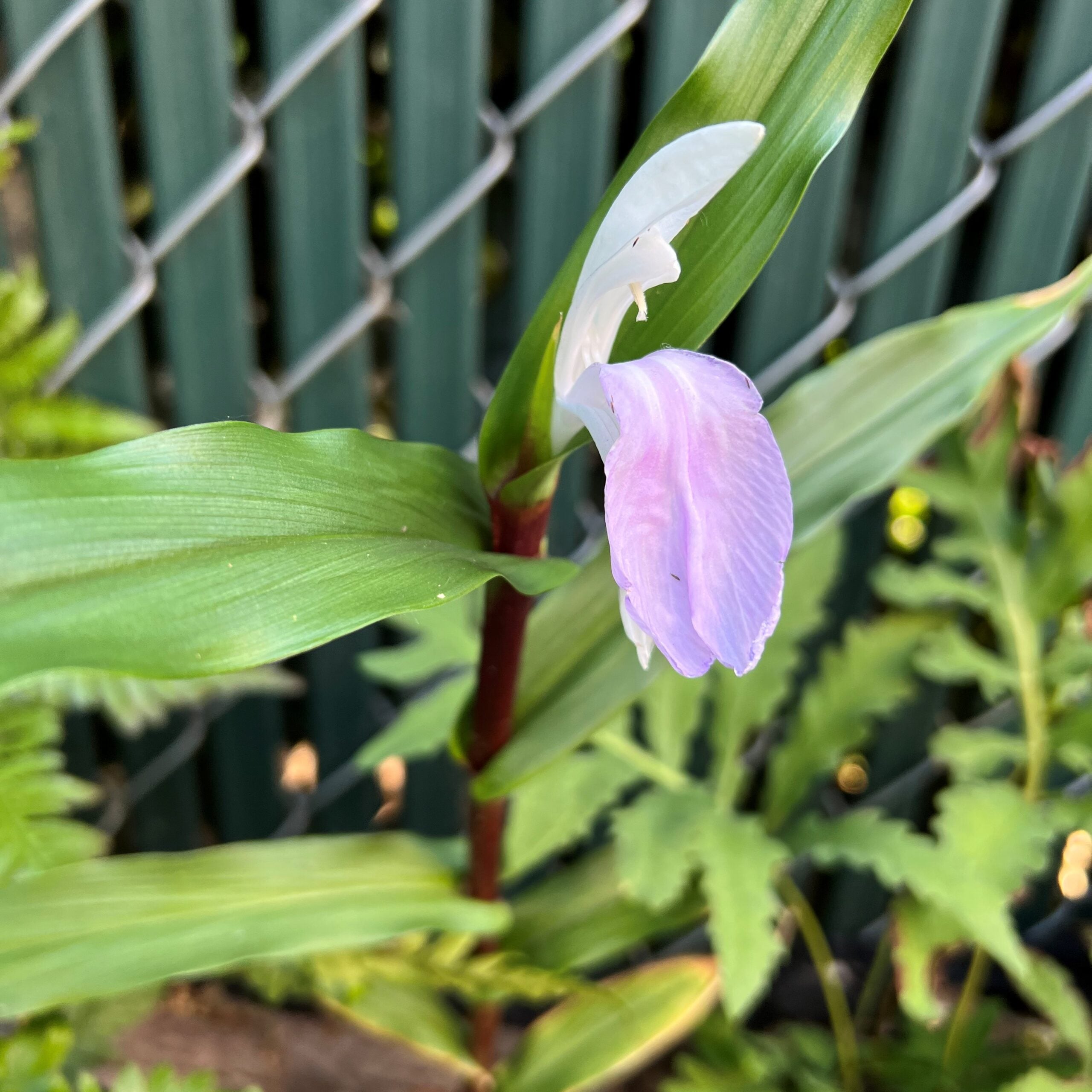 Roscoea 'Cinnamon Sticks' bloom
