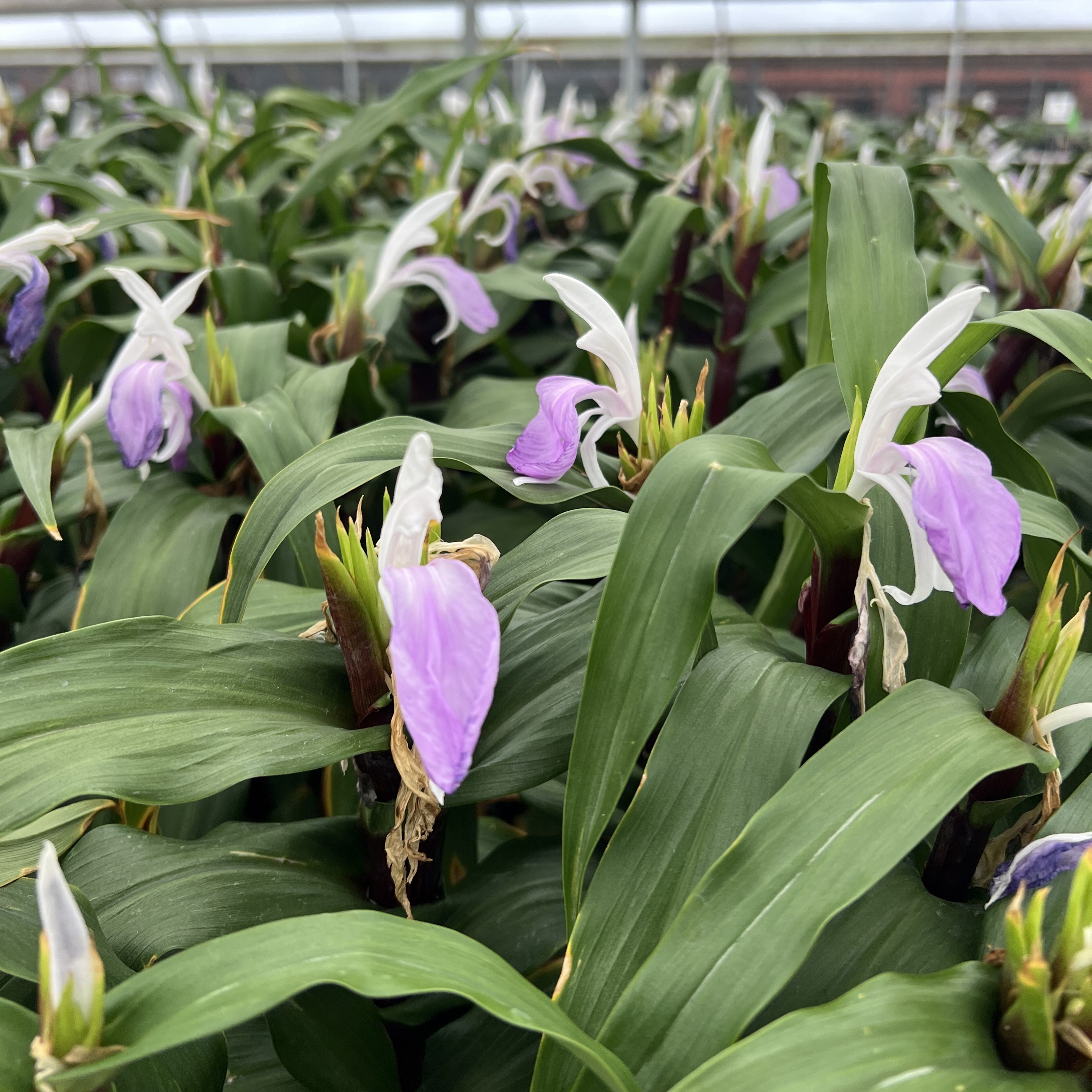 Roscoea 'Cinnamon Sticks' - Mountain Roscoe Ginger (4.5" Pot) - Image 4