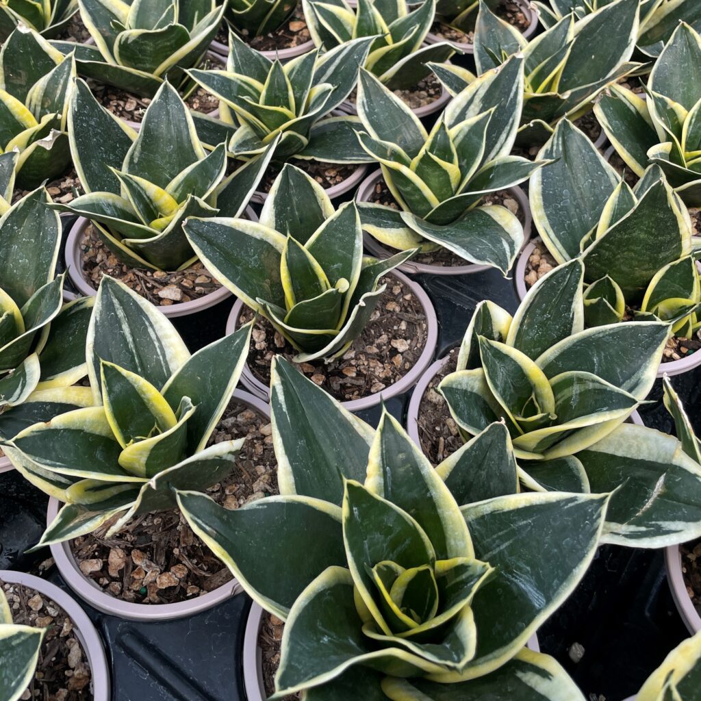 taxus baccata steckbrief Eibe kaufen – immergrüne Heckenpflanze