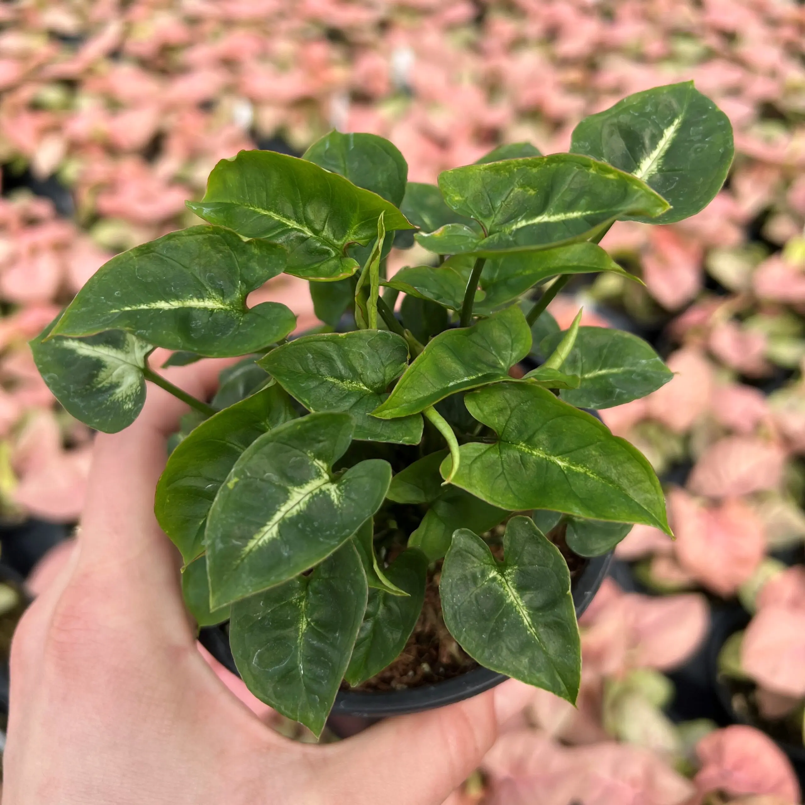 Syngonium 'Black Panther' - Arrowhead Plant (4.5" Pot) | Little Prince of  Oregon Nursery