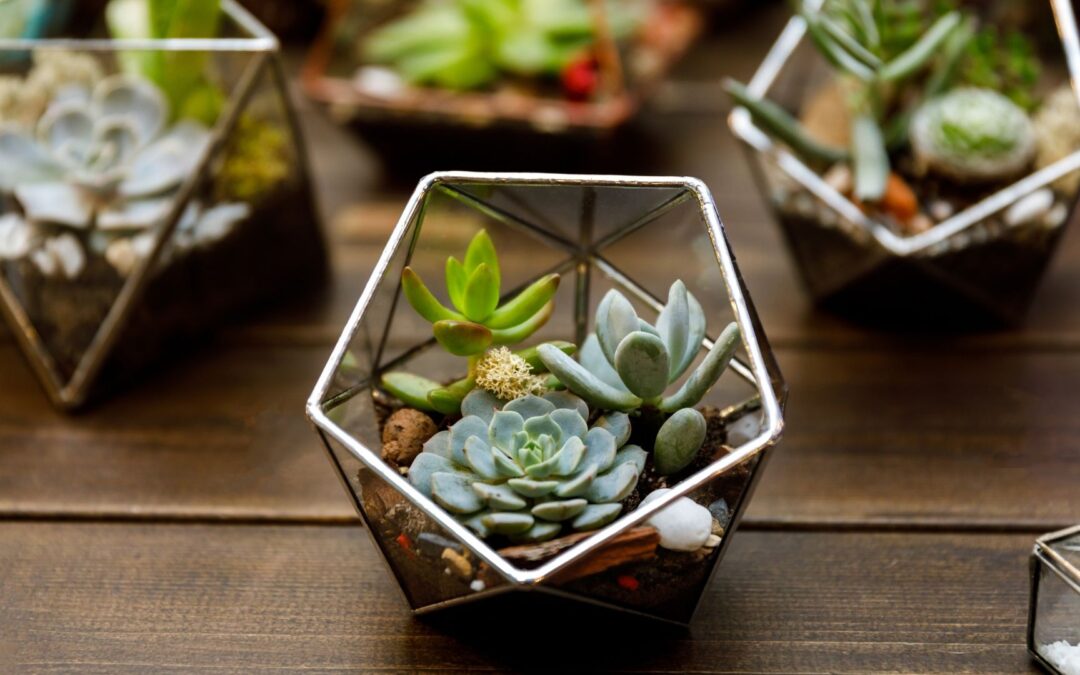 Top 10 Best-Selling Terrarium Plants