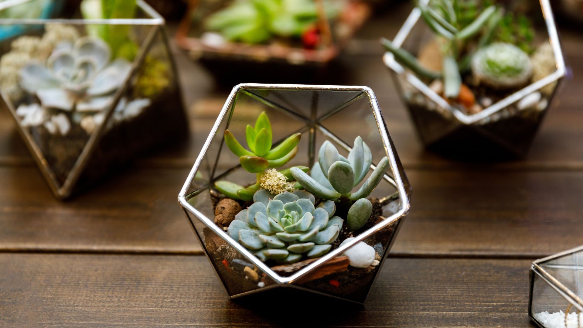 Top 10 Best-Selling Terrarium Plants