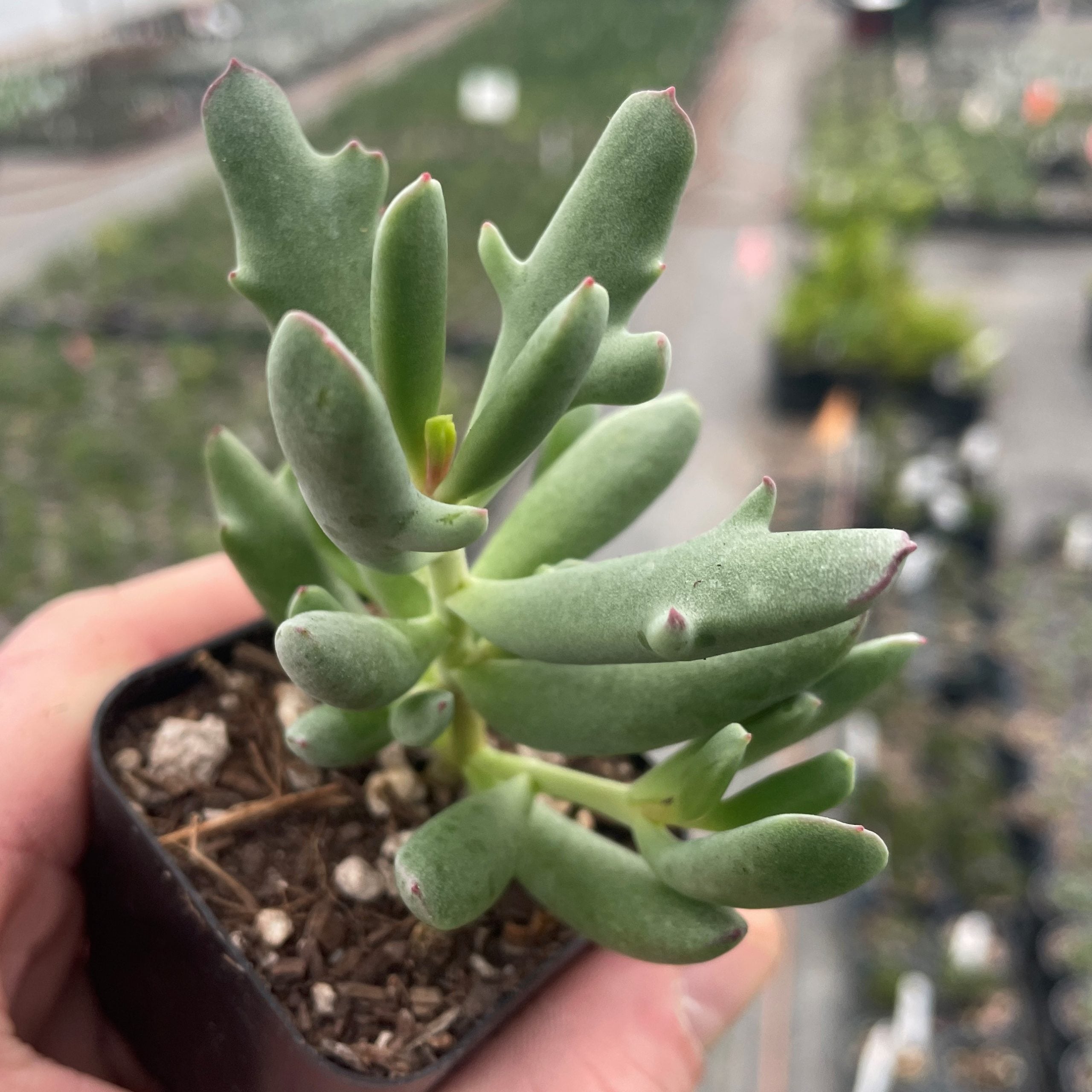 Cotyledon orbiculata 'Dancing Queen' - Succulent (2" Pot) - Image 2
