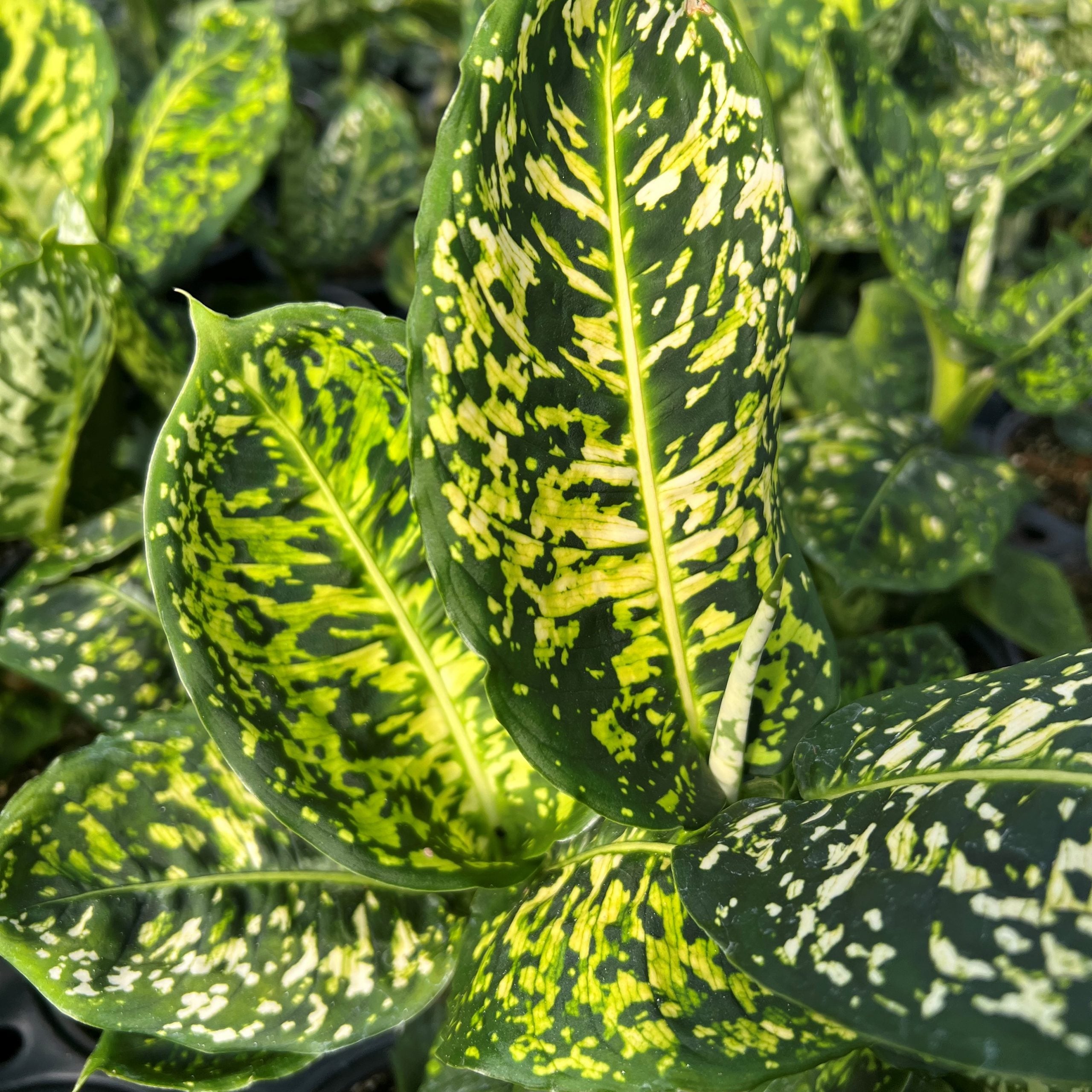 Dieffenbachia 'Reflector' - Dumb Cane Plant (4.5" Pot) | Little Prince of  Oregon Nursery