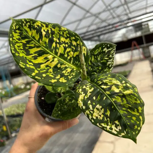 Dieffenbachia 'Reflector' - Dumb Cane Plant (4.5" Pot) | Little Prince of  Oregon Nursery