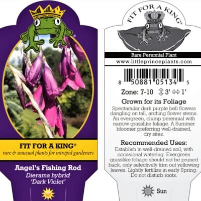 Dierama hybrid 'Dark Violet' - Angel's Fishing Rod (4.5" Pot)