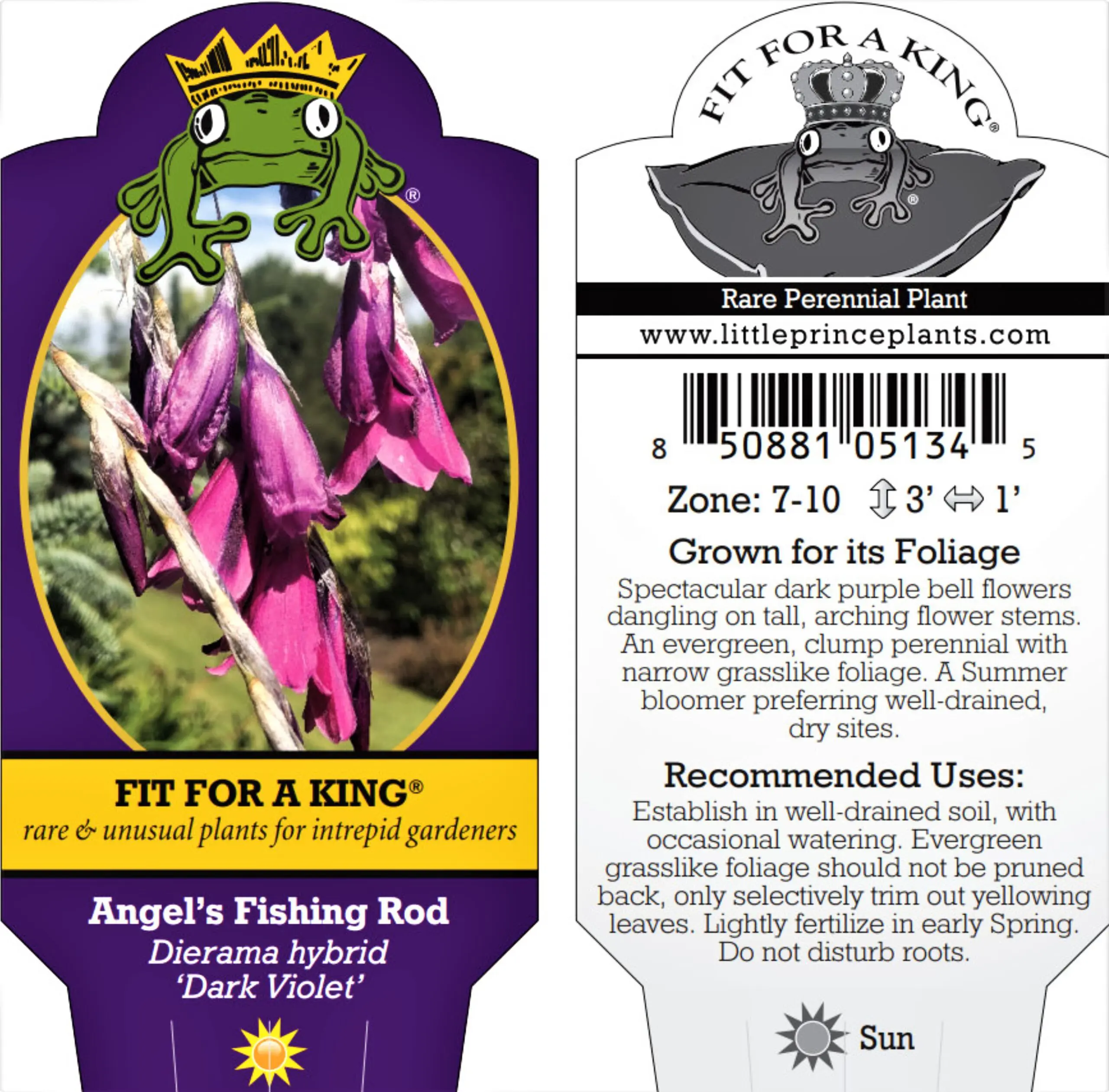 Dierama hybrid 'Dark Violet' - Angel's Fishing Rod (4.5" Pot) | Little  Prince of Oregon Nursery