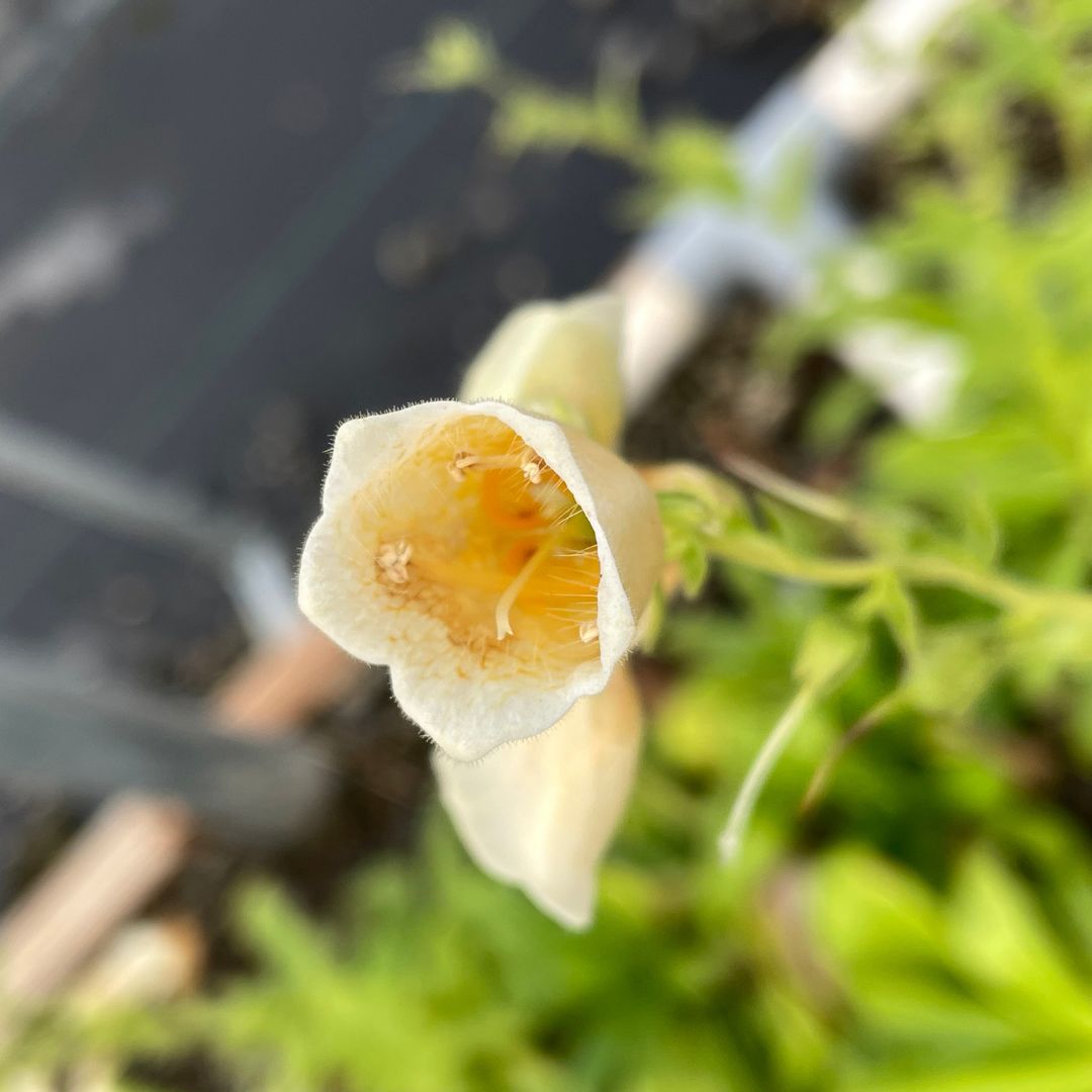 Digitalis g. 'Carillon'