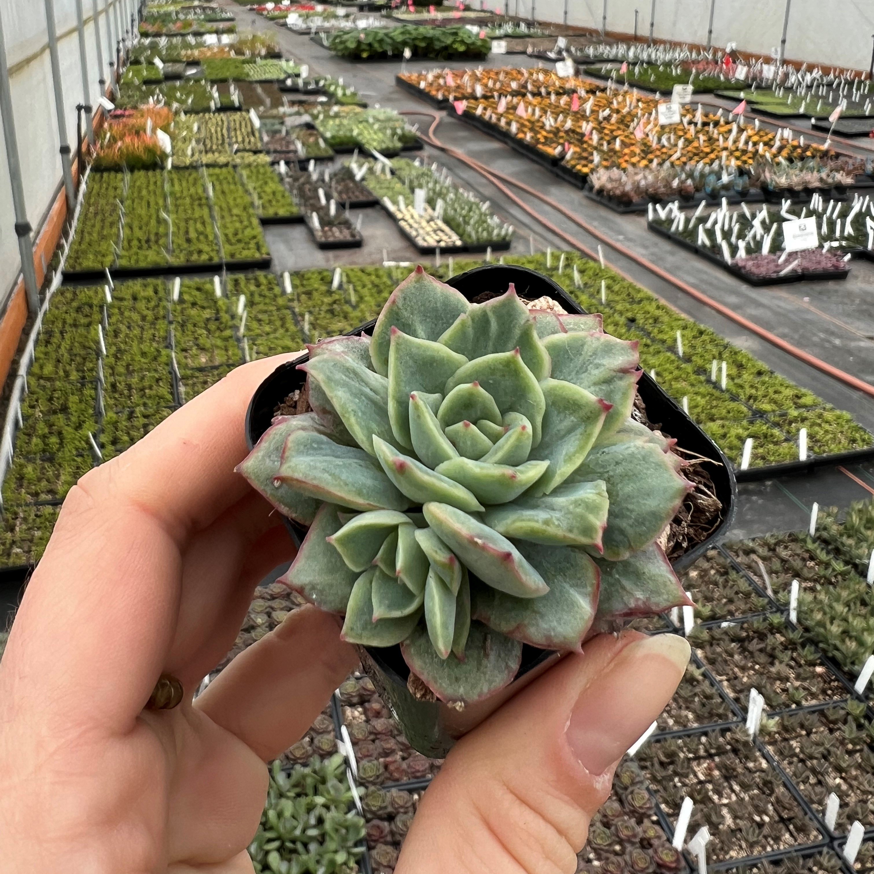 Echeveria 'California Queen' - Succulents (2" Pot)