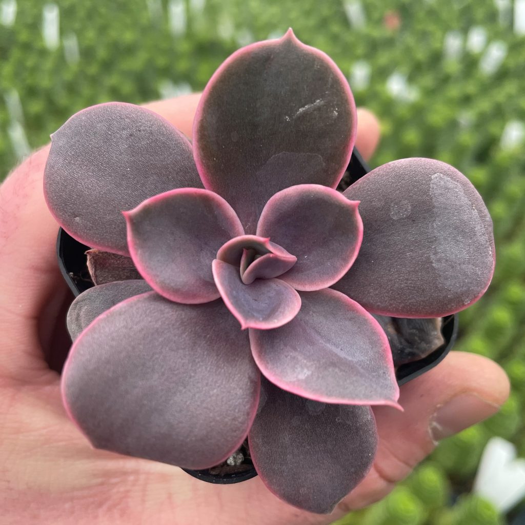 Echeveria-Linn-Succulents--