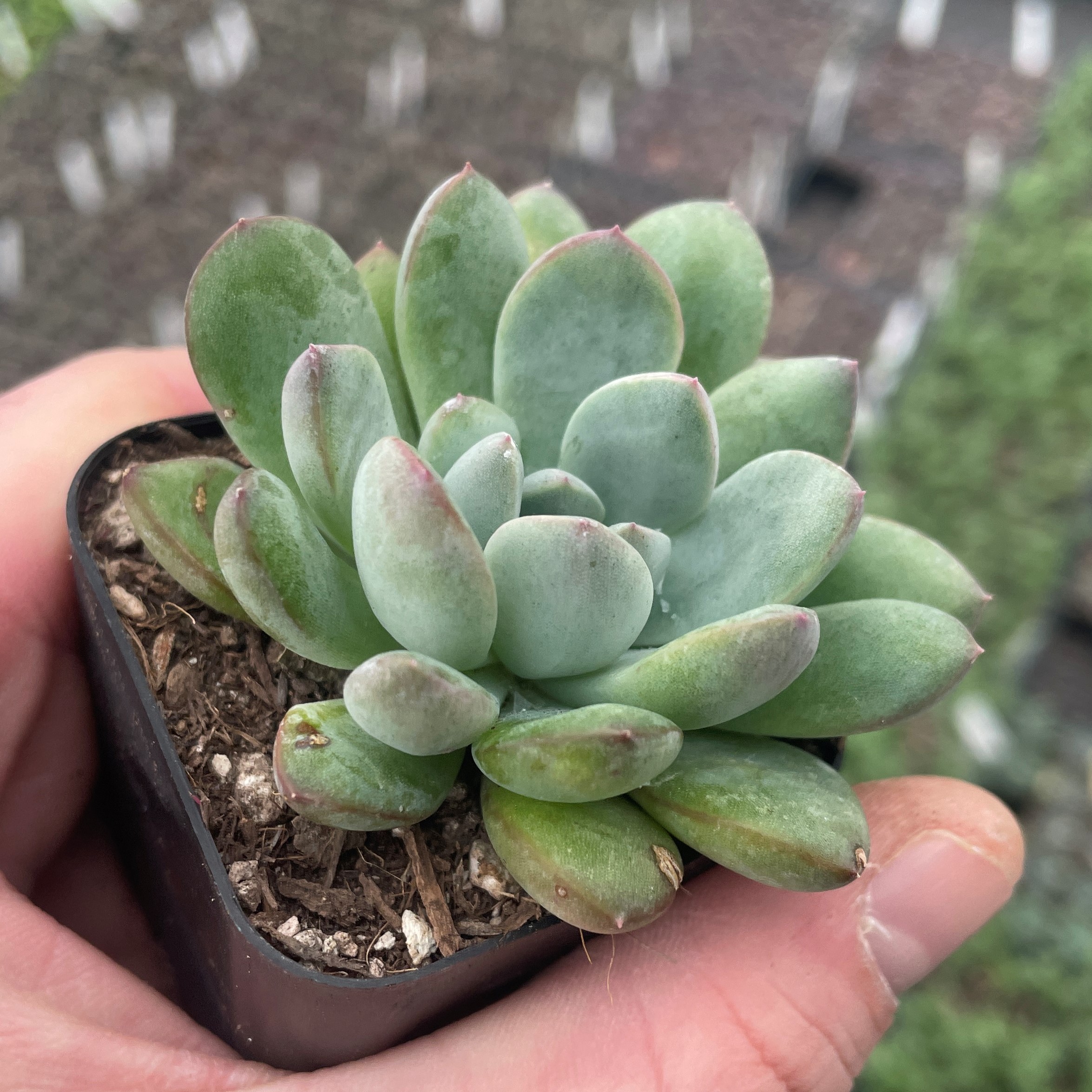 living rock succulent Living Stone (Lithops) Mixed Seeds