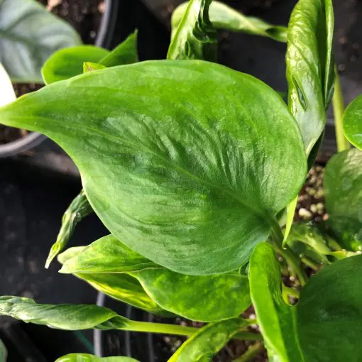 snake plant sansevieria SANSEVIERIA GREEN SNAKE PLANT  Plantology Lab Trading