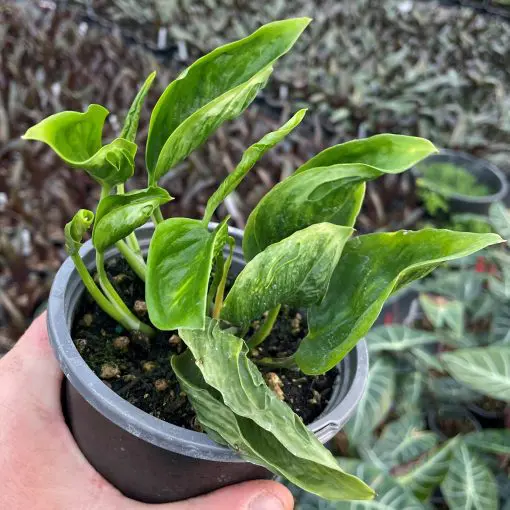 gnat indoor plant Miracle-Gro Plant Care Gnat Control + Plant Food
