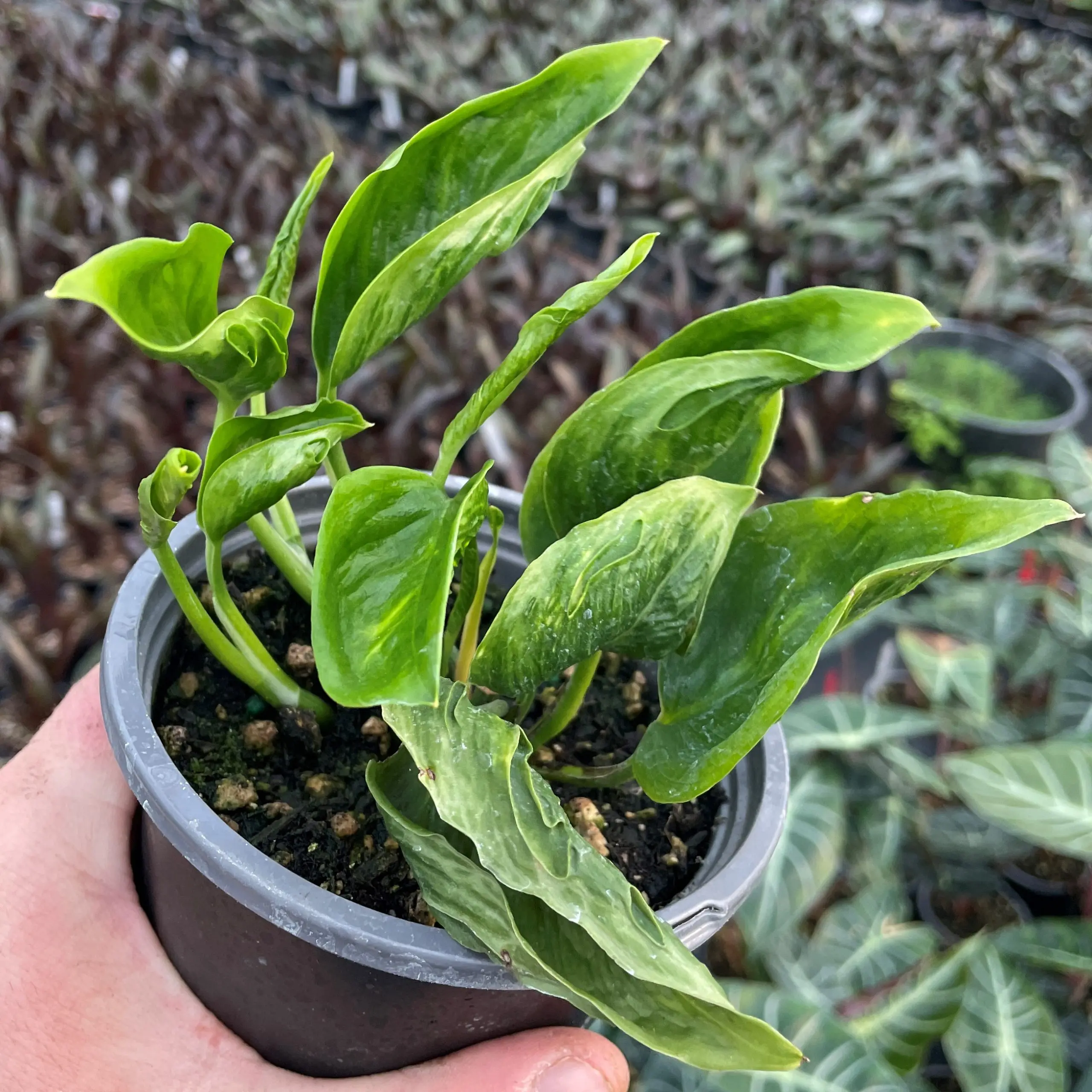 Epipremnum aureum 'Shangri La' - Sleeping Pothos Plant (4.5" Pot) | Little  Prince of Oregon Nursery