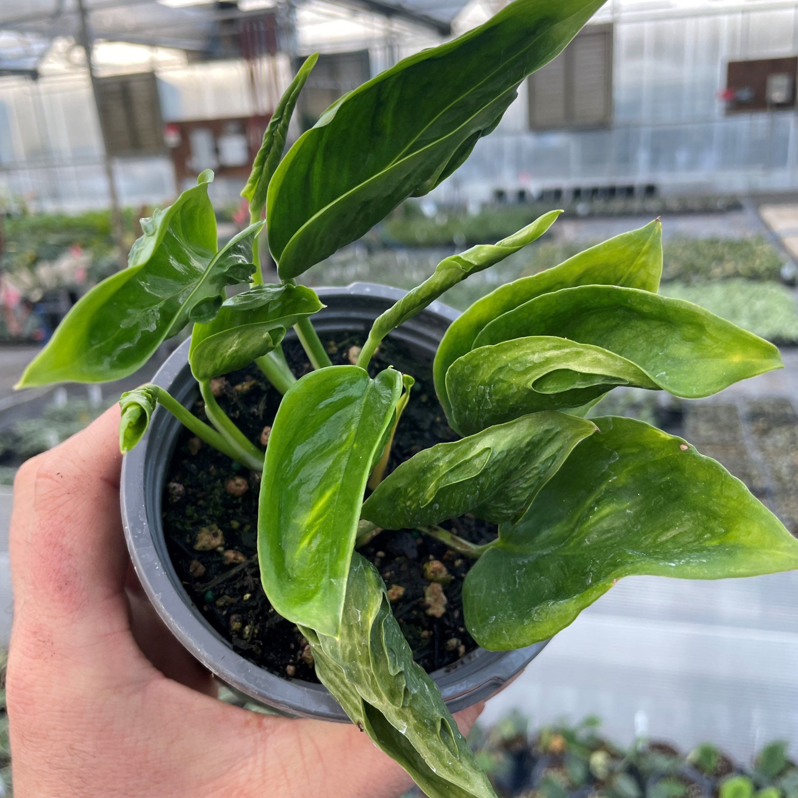 Epipremnum aureum 'Shangri La' - Sleeping Pothos Plant (4.5" Pot) - Image 2