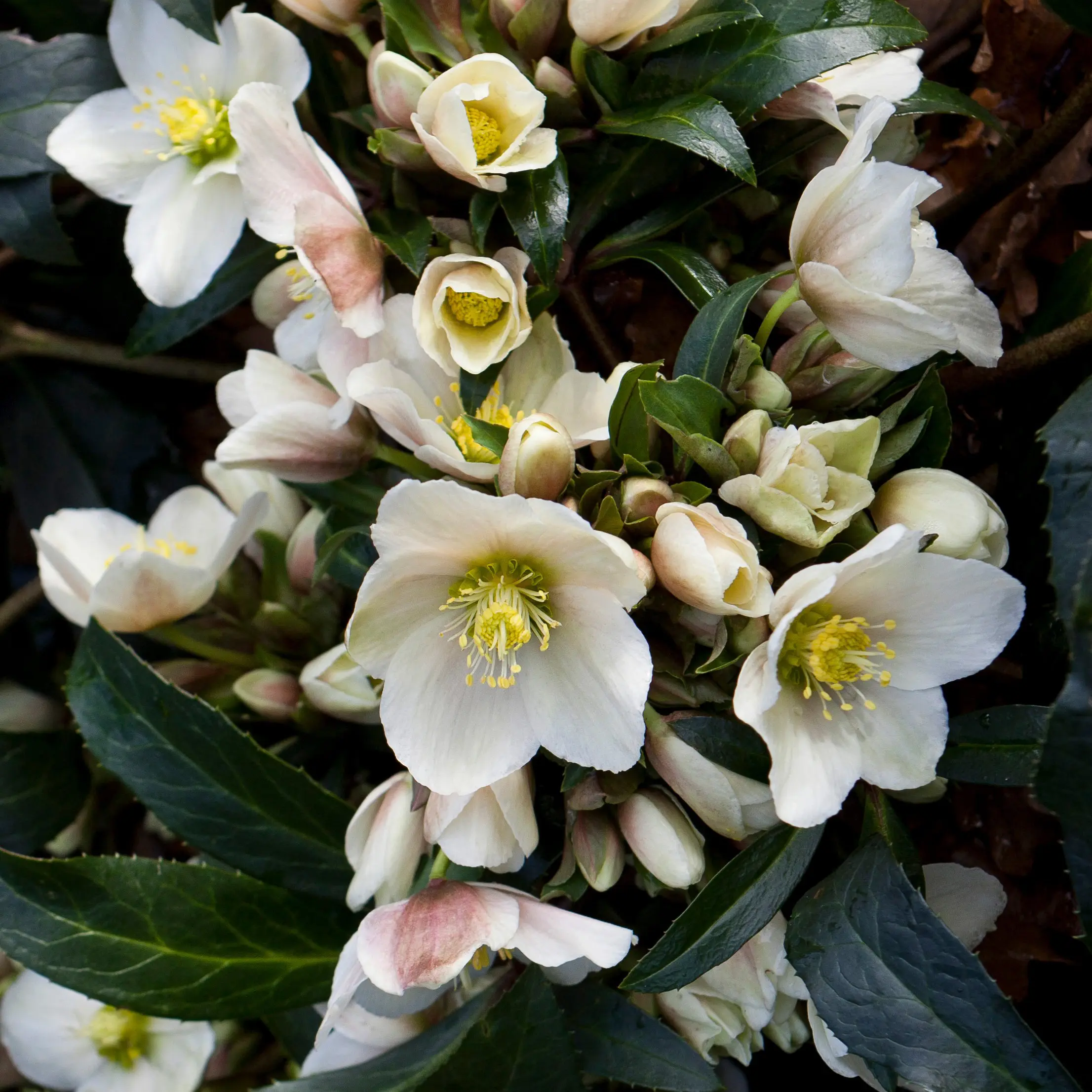 HGC® Joker Hellebore (1 Gallon)