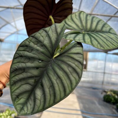 Leaves
