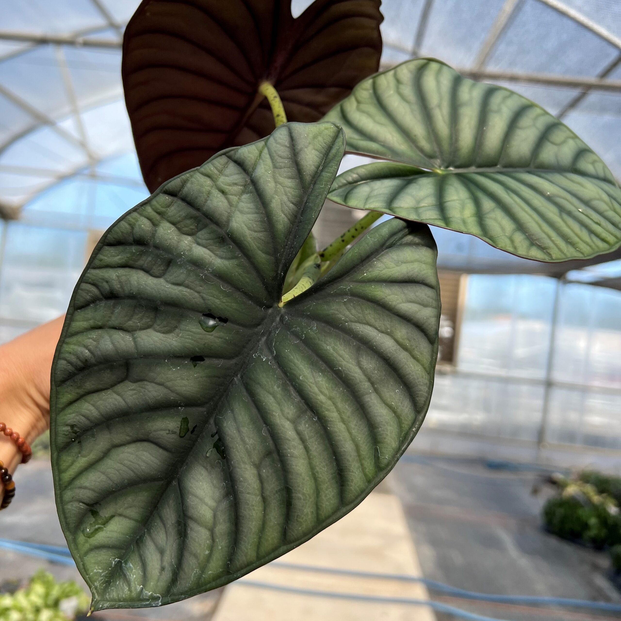 Leaves