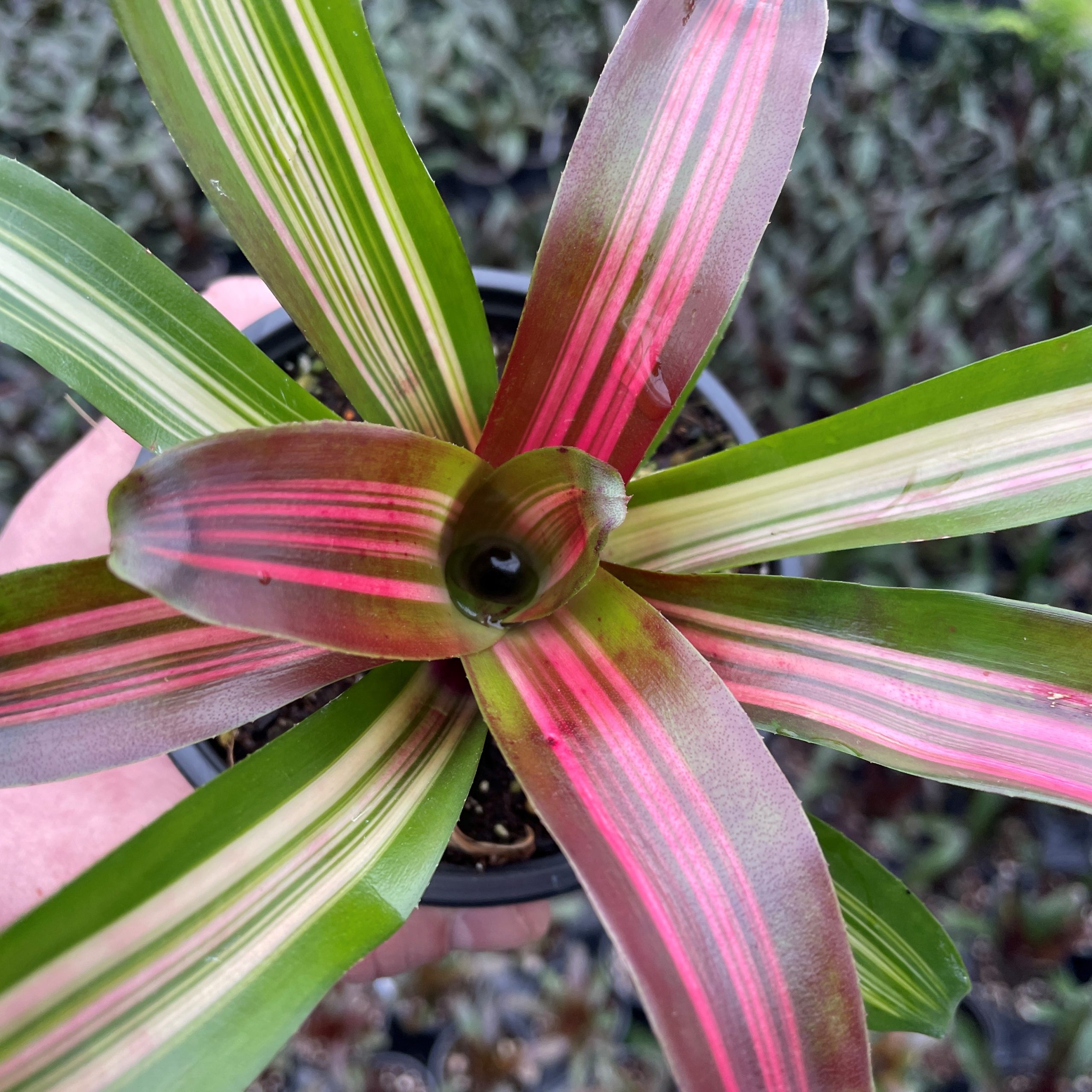 Neoregelia 'Zoe' - Bromeliad (4.5" Pot) | Little Prince of Oregon Nursery